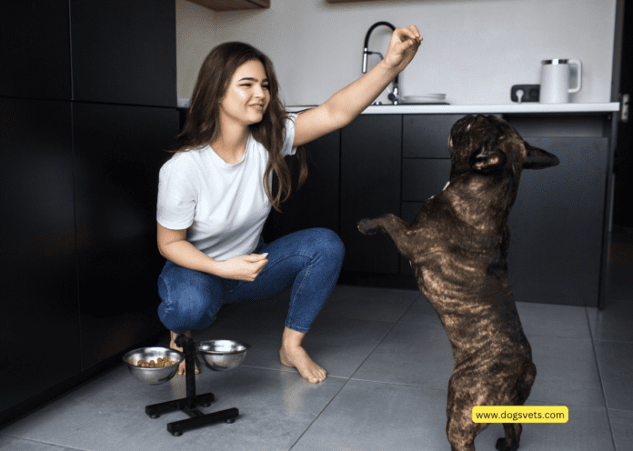 Master 7 Essential Dog Training Commands Easily